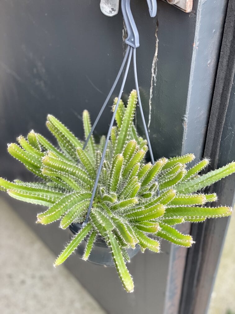 Zdjęcie rośliny Hylocereus undatus (Pitaja), ujęcie 3