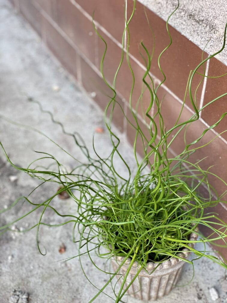 juncus-effusus-spiralis_12x35-1_1635584666.jpg Zdjęcie rośliny Juncus effusus Spiralis (Sit rozpierzchły spiralny), ujęcie 1