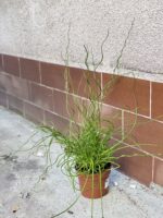 Zdjęcie rośliny Juncus effusus Spiralis (Sit rozpierzchły spiralny), ujęcie 2