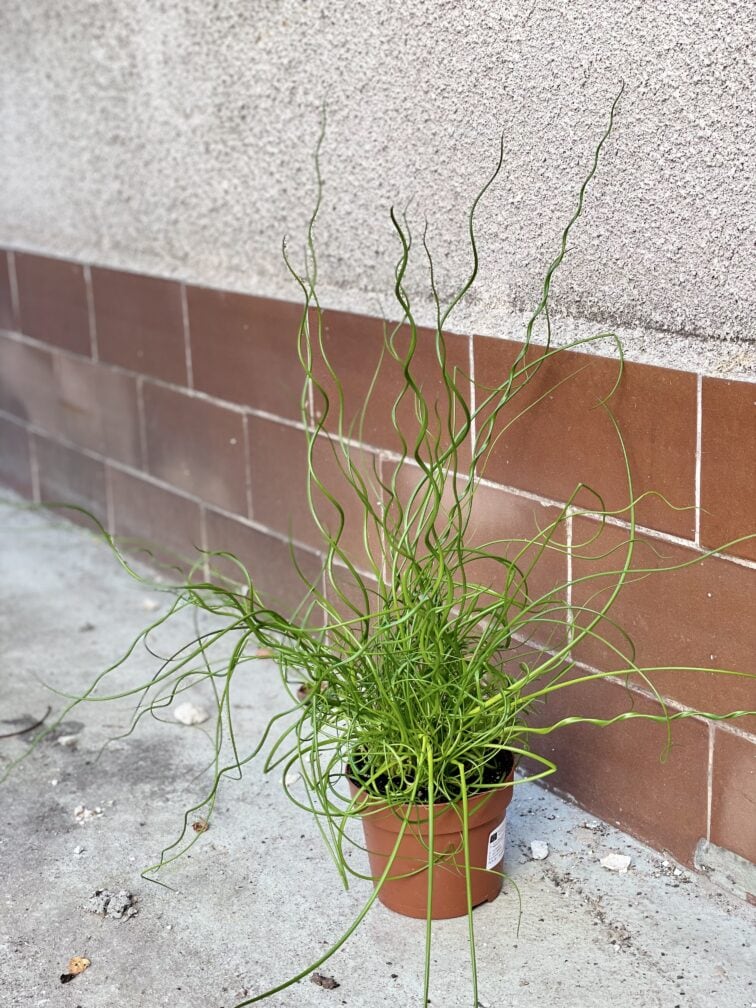 Zdjęcie rośliny Juncus effusus Spiralis (Sit rozpierzchły spiralny), ujęcie 2