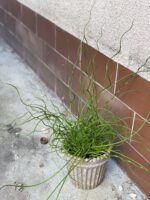 Zdjęcie rośliny Juncus effusus Spiralis (Sit rozpierzchły spiralny), ujęcie 3