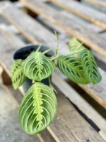 Zdjęcie rośliny Maranta Lemon Lime, ujęcie 1
