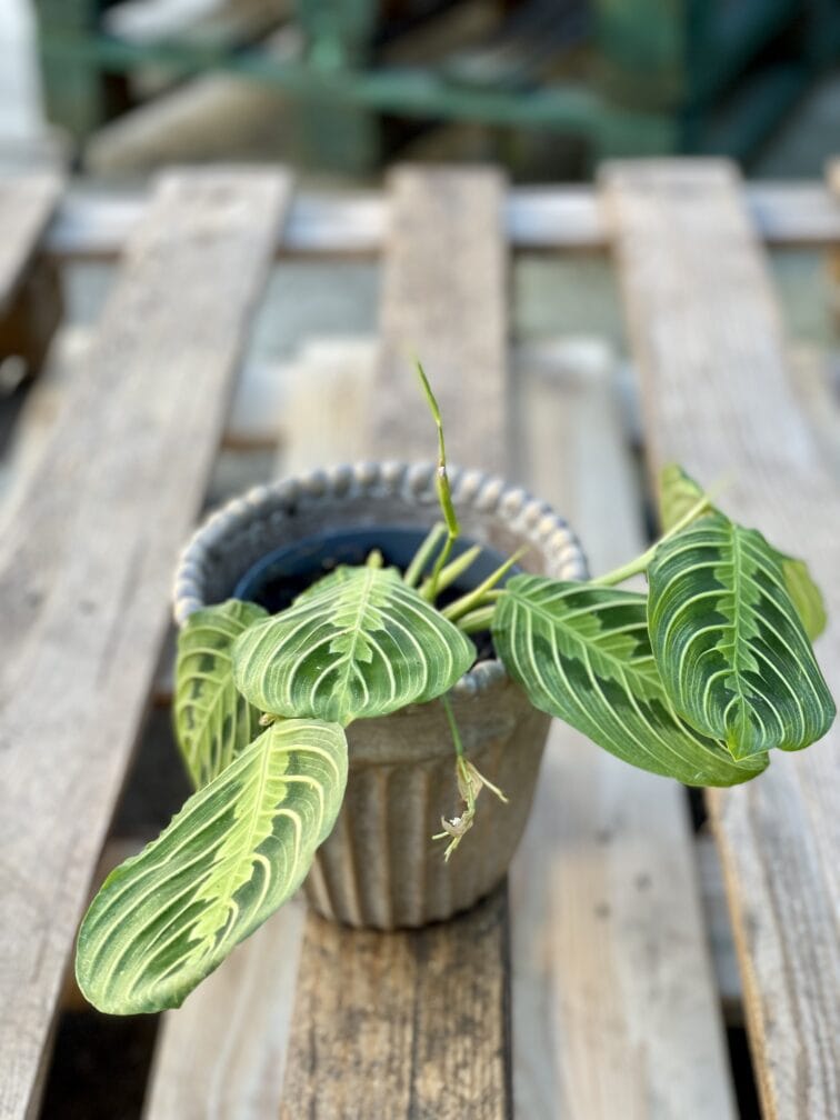 Zdjęcie rośliny Maranta Lemon Lime, ujęcie 3