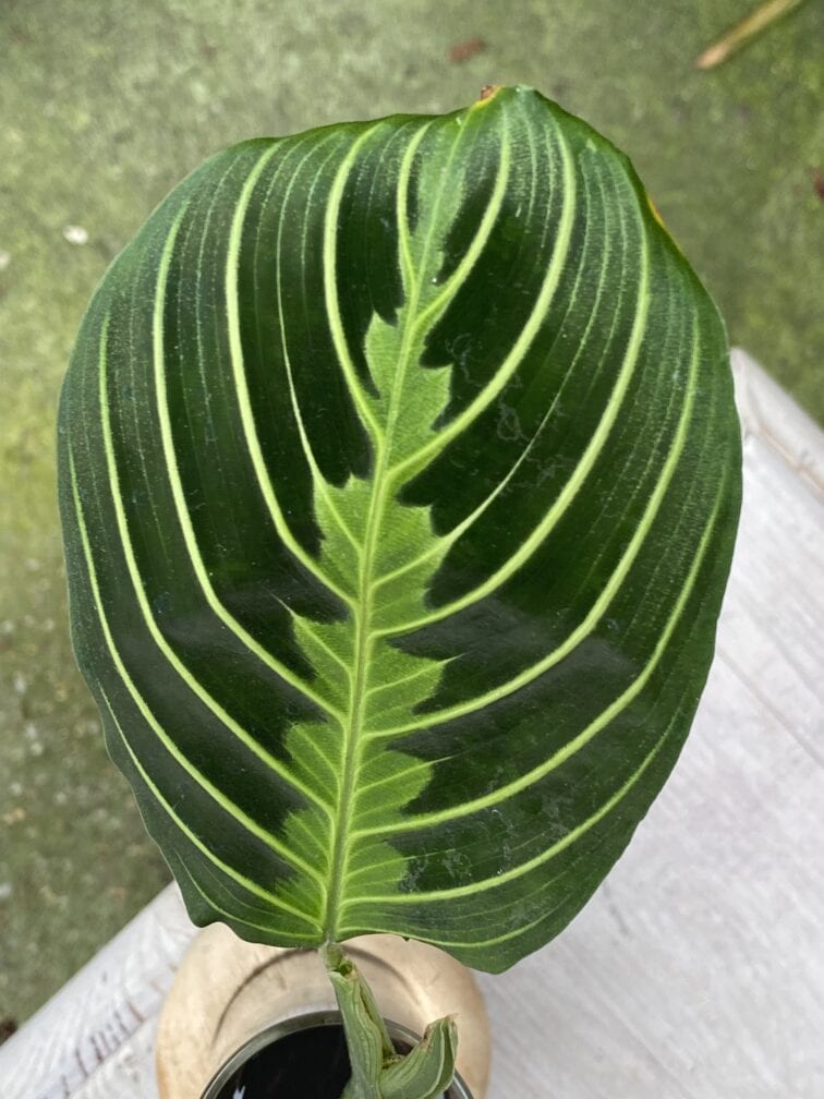 Zdjęcie rośliny Maranta Lemon Lime, ujęcie 2