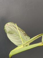 Zdjęcie rośliny Maranta Lemon Lime, ujęcie 4