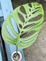 Zdjęcie rośliny Monstera Esqueleto, ujęcie 1