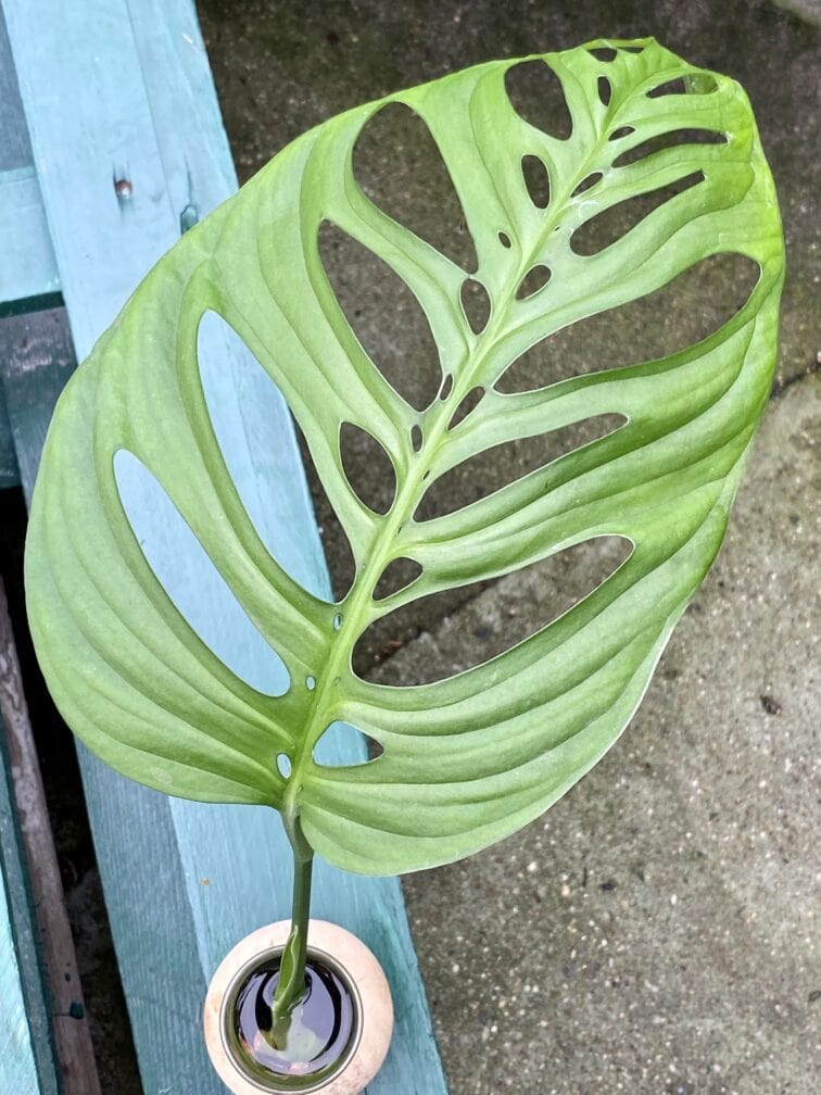 Zdjęcie rośliny Monstera Esqueleto, ujęcie 1