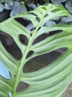 Zdjęcie rośliny Monstera Esqueleto, ujęcie 2
