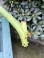 Zdjęcie rośliny Monstera Esqueleto, ujęcie 3