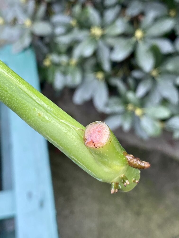 Zdjęcie rośliny Monstera Esqueleto, ujęcie 4
