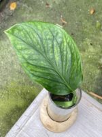 Zdjęcie rośliny Monstera pinnatipartita, ujęcie 1