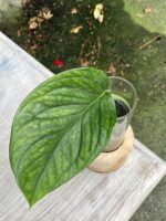 Zdjęcie rośliny Monstera pinnatipartita, ujęcie 2