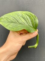 Zdjęcie rośliny Monstera pinnatipartita, ujęcie 3