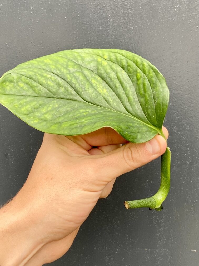 Zdjęcie rośliny Monstera pinnatipartita, ujęcie 3