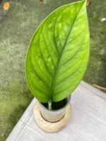 Zdjęcie rośliny Monstera pinnatipartita, ujęcie 1