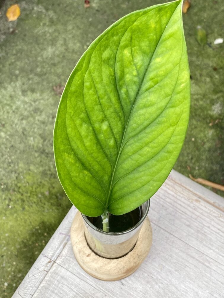 Zdjęcie rośliny Monstera pinnatipartita, ujęcie 1