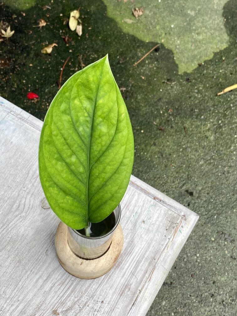 Zdjęcie rośliny Monstera pinnatipartita, ujęcie 2