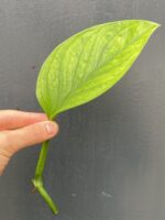 Zdjęcie rośliny Monstera pinnatipartita, ujęcie 3