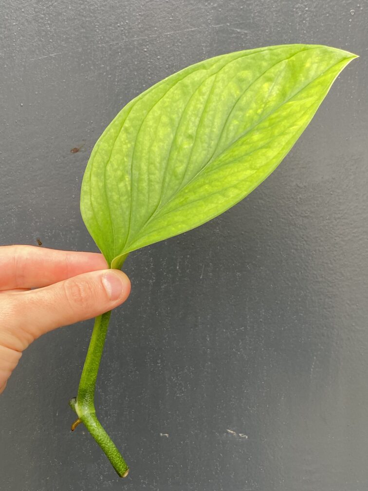 Zdjęcie rośliny Monstera pinnatipartita, ujęcie 3