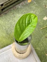 Zdjęcie rośliny Monstera pinnatipartita, ujęcie 1