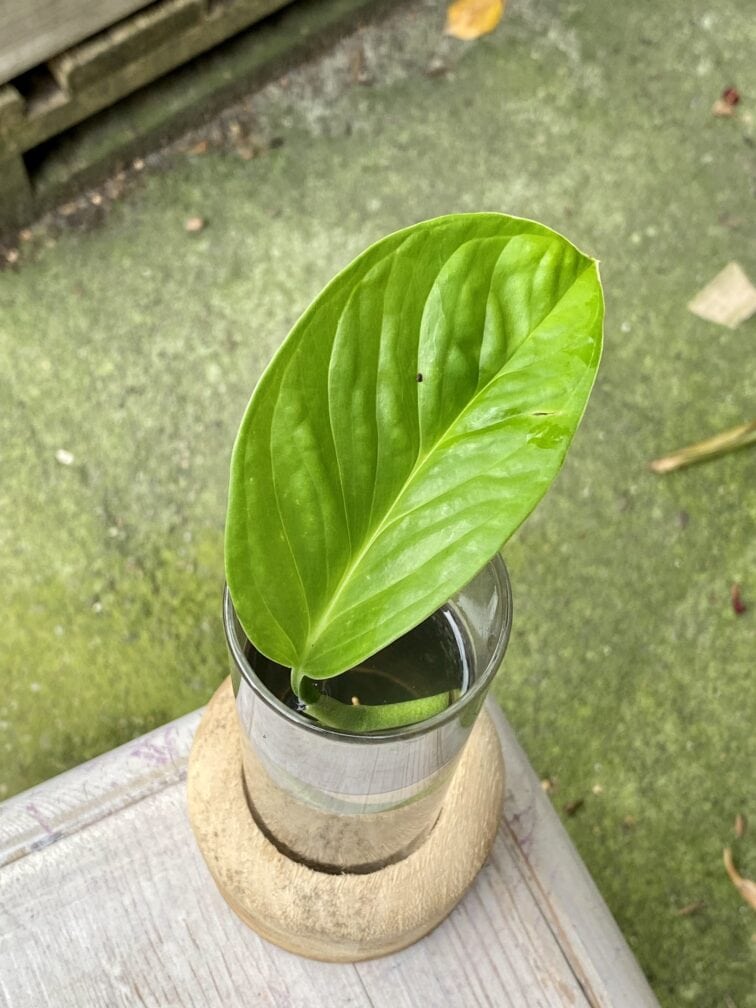 Zdjęcie rośliny Monstera pinnatipartita, ujęcie 1