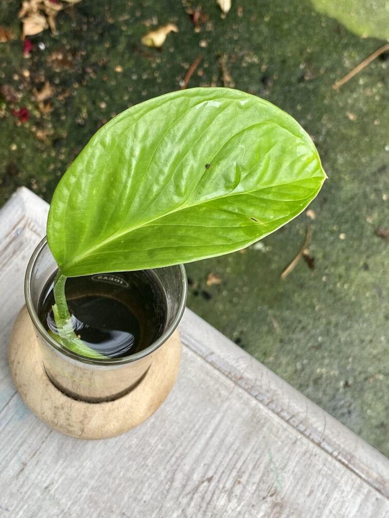 Zdjęcie rośliny Monstera pinnatipartita, ujęcie 2