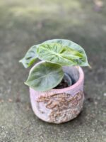 Zdjęcie doniczki lub oslonki: Osłonka Elephas 7x8&nbsp;cm, ujęcie 2