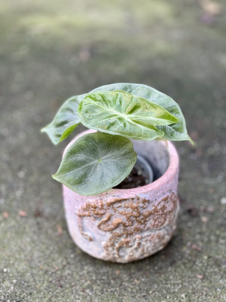 Zdjęcie doniczki lub oslonki: Osłonka Elephas 7x8&nbsp;cm, ujęcie 2