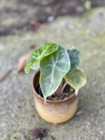 Zdjęcie doniczki lub oslonki: Osłonka Gobi 7x8&nbsp;cm, ujęcie 2