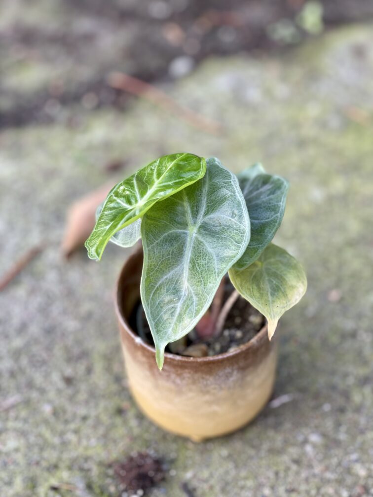 Zdjęcie doniczki lub oslonki: Osłonka Gobi 7x8&nbsp;cm, ujęcie 2