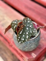 Zdjęcie doniczki lub oslonki: Osłonka Meganisi 8x9&nbsp;cm, ujęcie 2