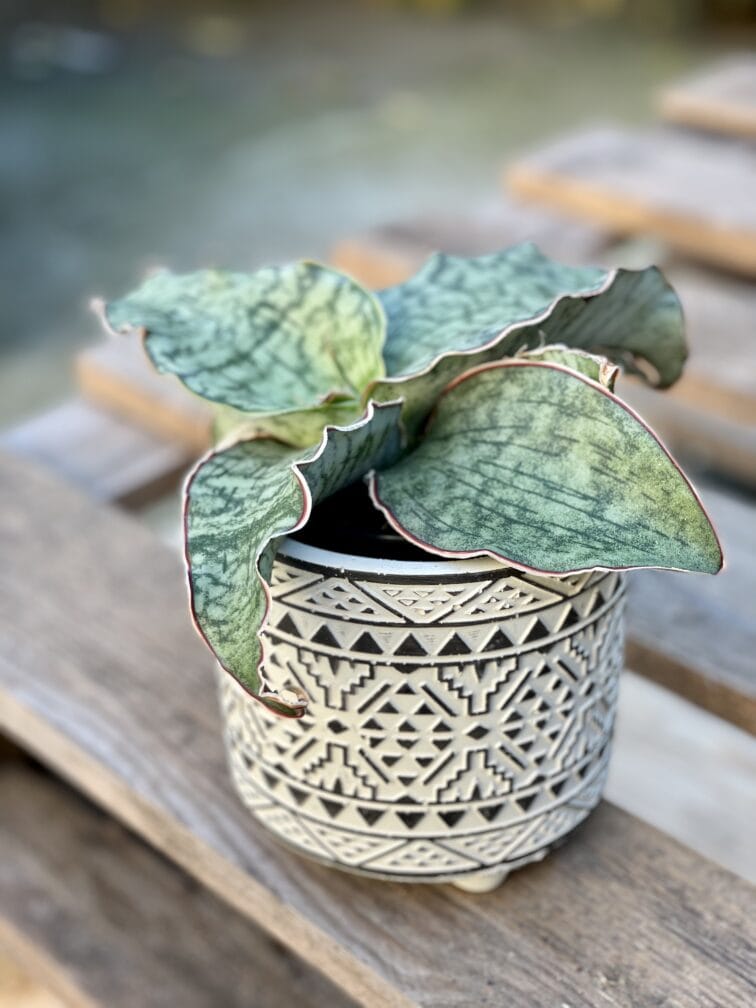Zdjęcie doniczki lub oslonki: Osłonka pattern 10x10&nbsp;cm, ujęcie 2