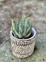 Zdjęcie doniczki lub oslonki: Osłonka pattern 7x8&nbsp;cm, ujęcie 2
