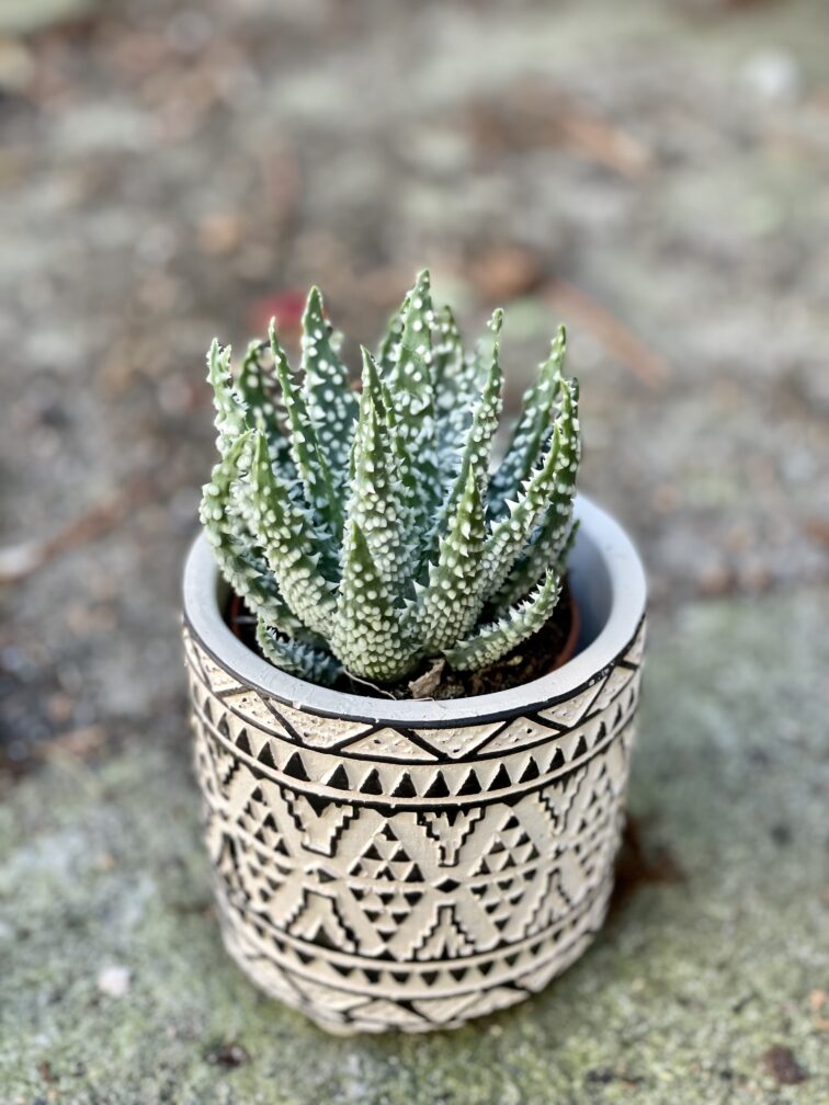 Zdjęcie doniczki lub oslonki: Osłonka pattern 7x8&nbsp;cm, ujęcie 2