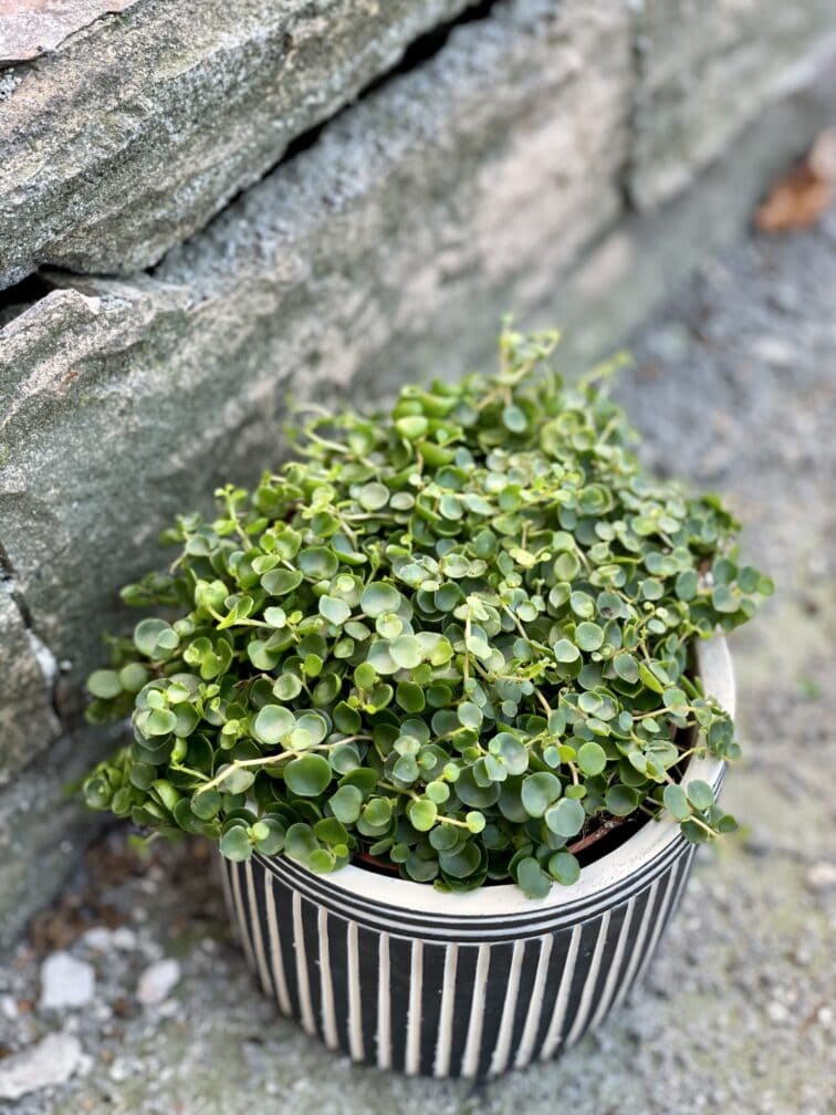 peperomia-bangroana_10x15-1_1633163070.jpg Zdjęcie rośliny Peperomia Bangroana, ujęcie 1