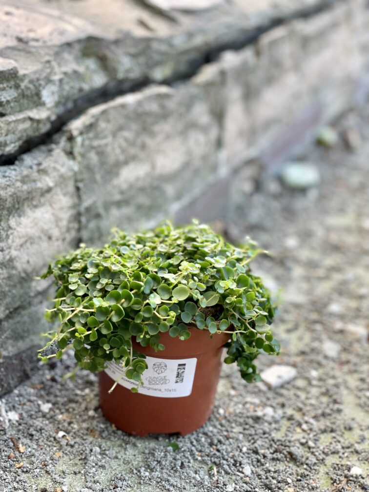 Zdjęcie rośliny Peperomia Bangroana, ujęcie 2