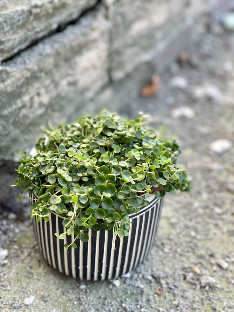 Zdjęcie rośliny Peperomia Bangroana, ujęcie 3