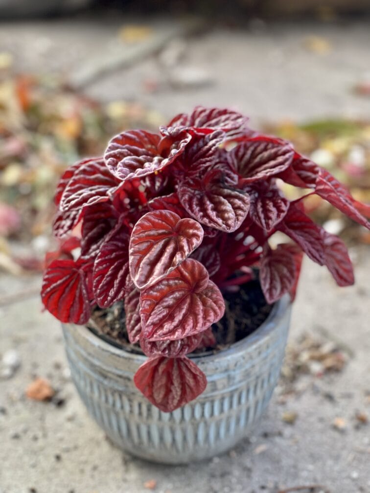 peperomia-caperata-quito_14x28-1_1634980202.jpg Zdjęcie rośliny Peperomia caperata Quito, ujęcie 1