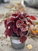 Zdjęcie rośliny Peperomia caperata Quito, ujęcie 2
