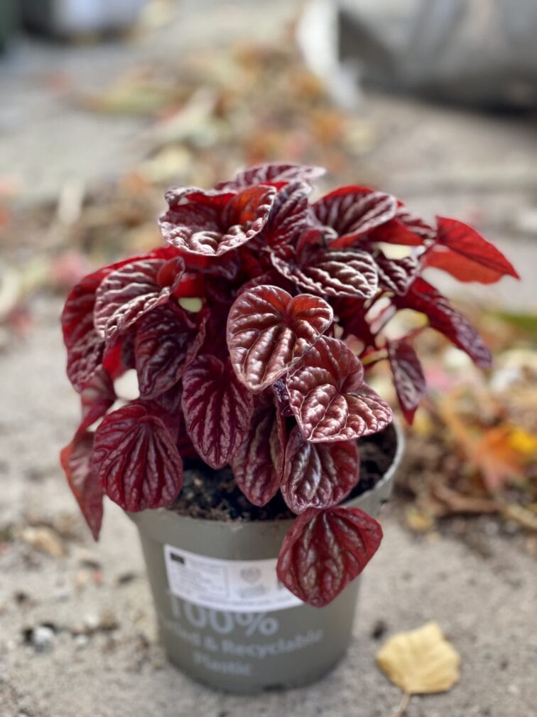 Zdjęcie rośliny Peperomia caperata Quito, ujęcie 2