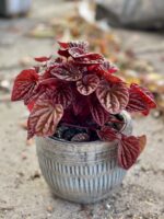 Zdjęcie rośliny Peperomia caperata Quito, ujęcie 3