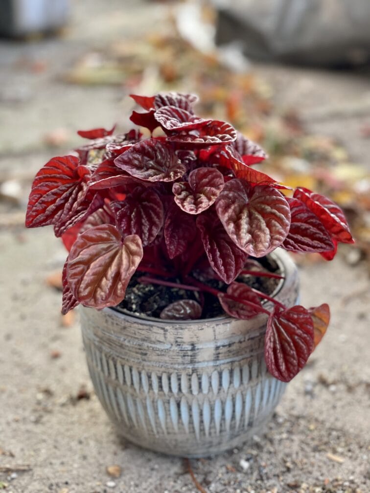 Zdjęcie rośliny Peperomia caperata Quito, ujęcie 3