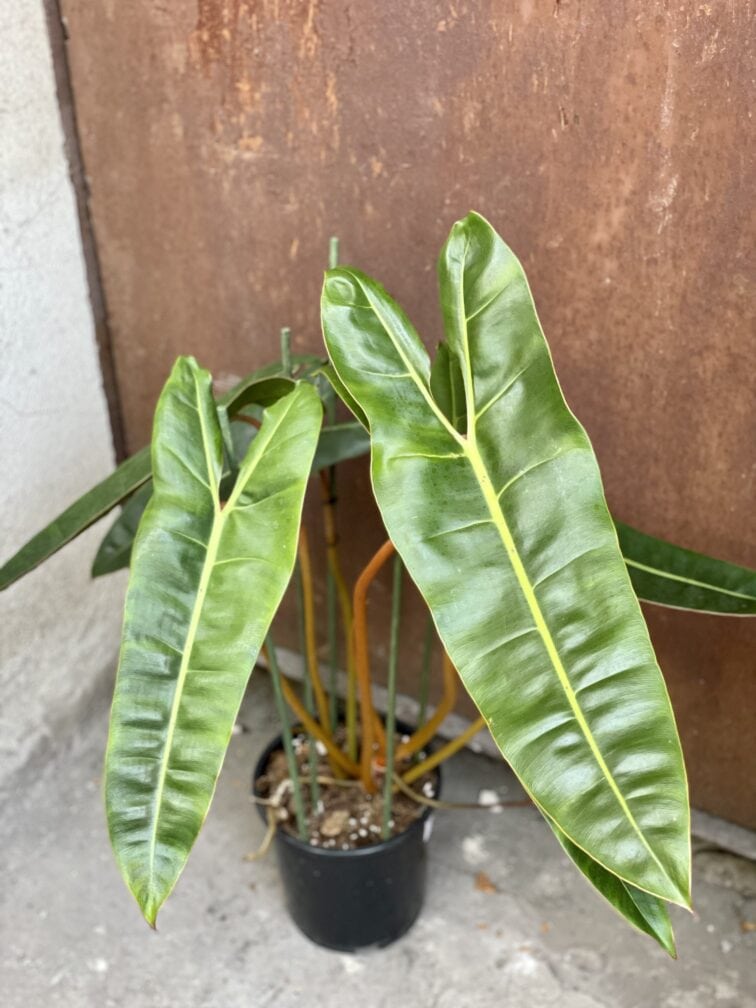 Zdjęcie rośliny Philodendron Billietiae, ujęcie 1