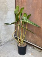 Zdjęcie rośliny Philodendron Billietiae, ujęcie 3