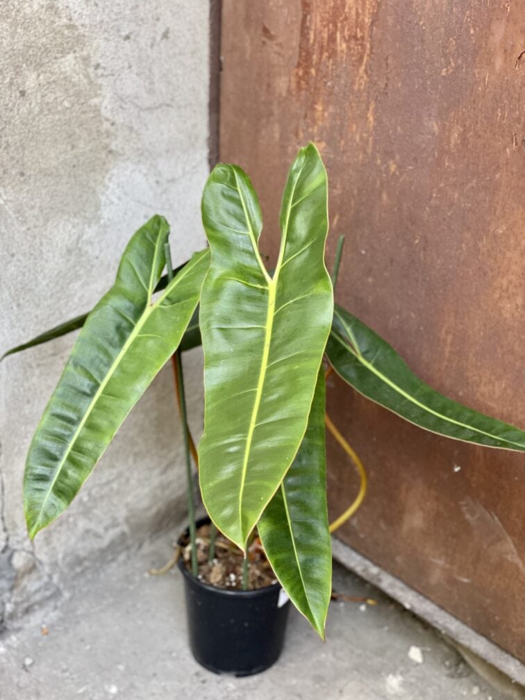 Zdjęcie rośliny Philodendron Billietiae, ujęcie 4