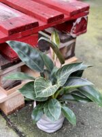 Zdjęcie rośliny Philodendron Birkin, ujęcie 2
