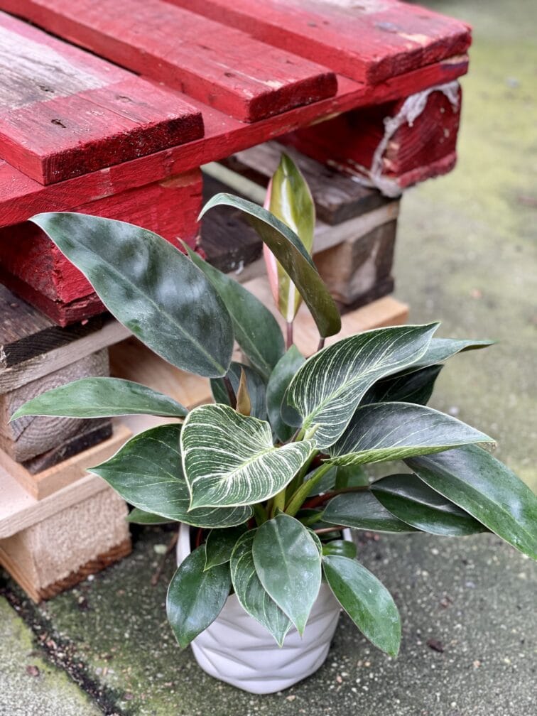 Zdjęcie rośliny Philodendron Birkin, ujęcie 2