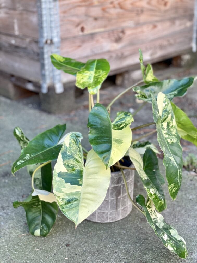 Zdjęcie rośliny Philodendron Burle Marx variegata, ujęcie 1