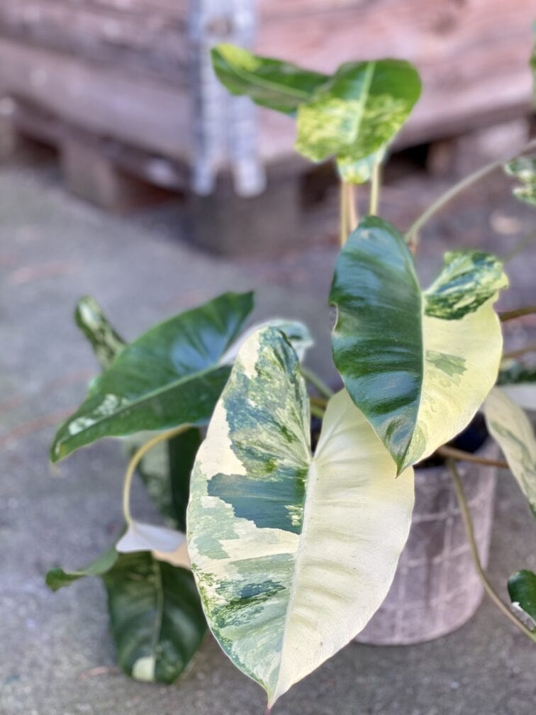 Zdjęcie rośliny Philodendron Burle Marx variegata, ujęcie 2