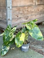Zdjęcie rośliny Philodendron Burle Marx variegata, ujęcie 3